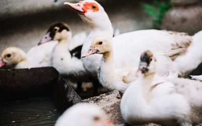 Passage en risque élevé influenza aviaire IAHP