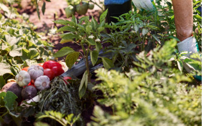 Projet Alimentaire de Territoire